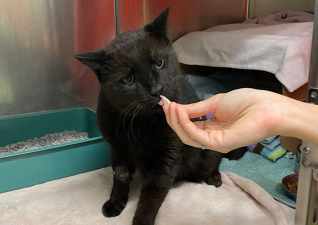 Jonty the cat reunited with owners after 12 years